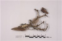 藏品(袋梅衣屬)的圖片